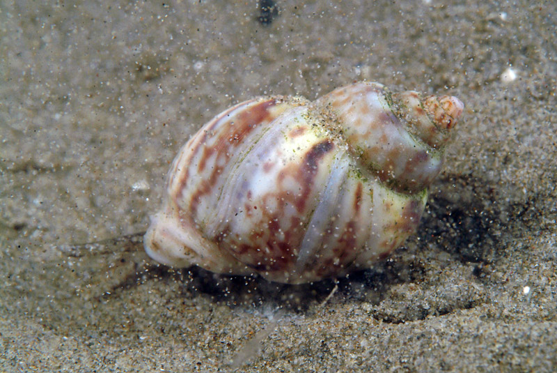 Nassarius mutabilis